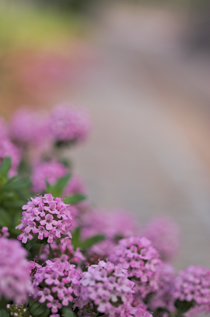 団子のような花