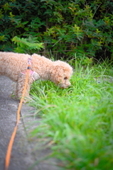 my pretty dog Ⅱ # 112
