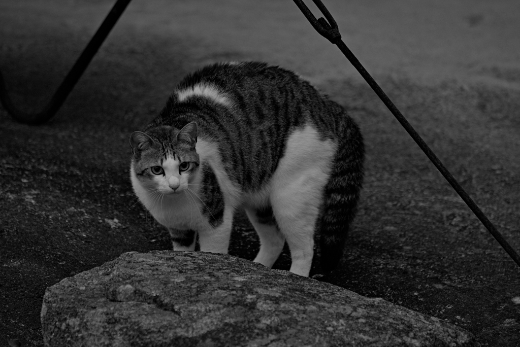 吾輩は猫である、ニャー # 956