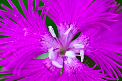 カワラナデシコ