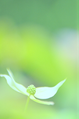 ヤマボウシ