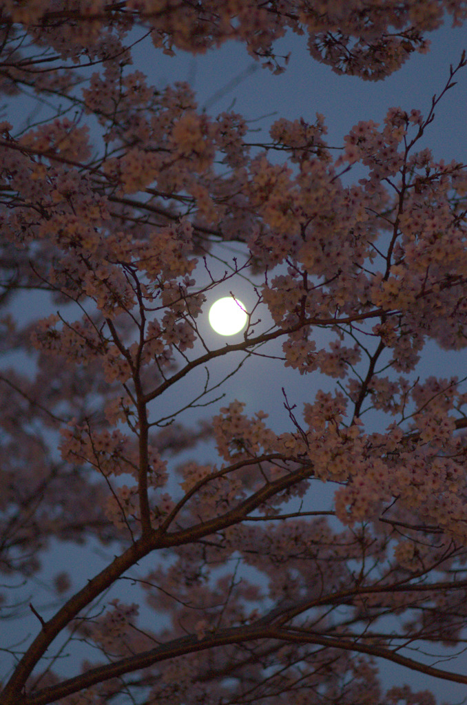 月と桜