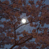 月と桜