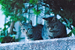 吾輩は猫である、ニャー # 540