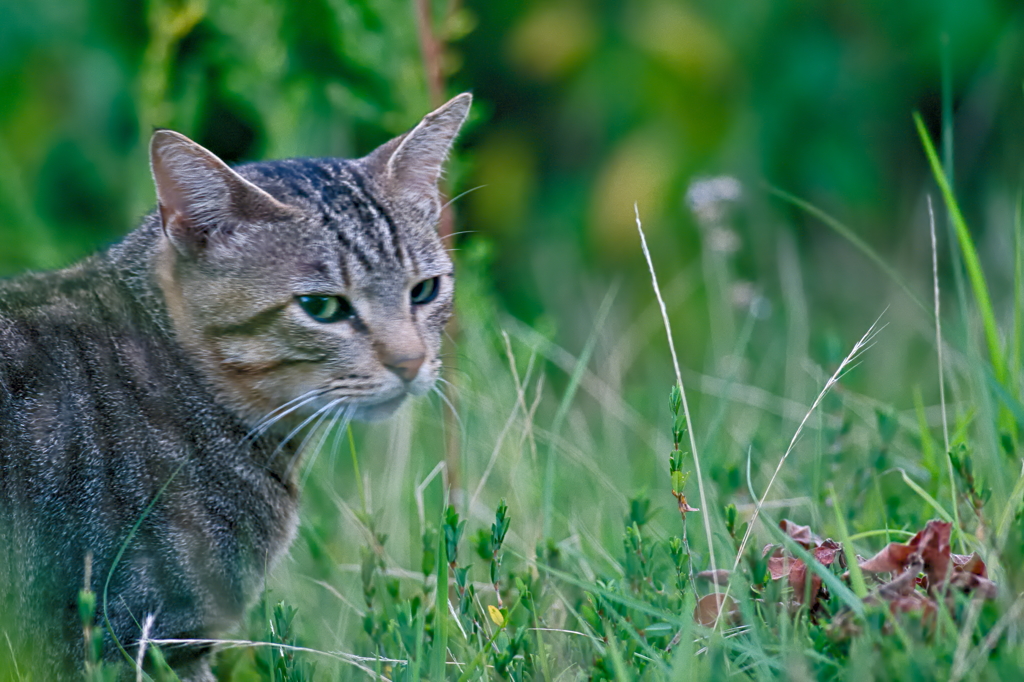 吾輩は猫である、ニャー # 557