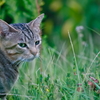 吾輩は猫である、ニャー # 557