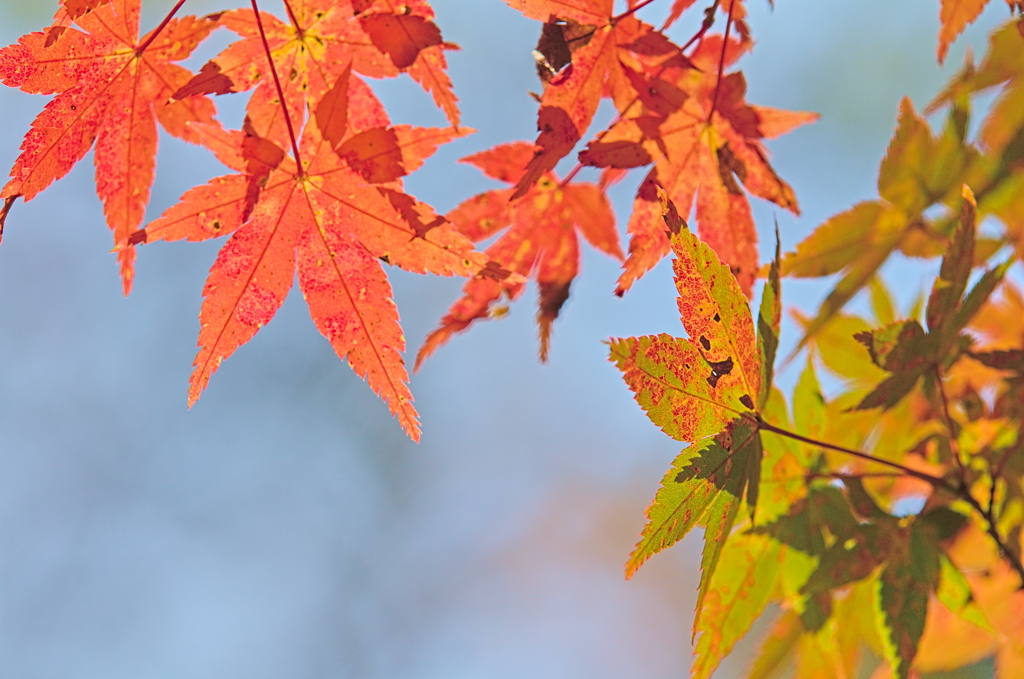紅葉三昧 '2019