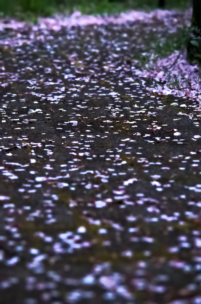 桜散る