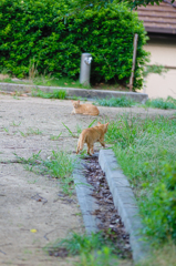 吾輩は猫である、ニャー # 410