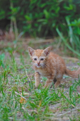 吾輩は猫である、ニャー # 768