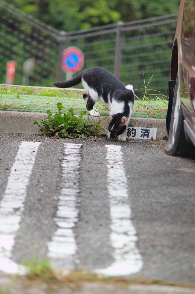 吾輩は猫である、ニャー # 638