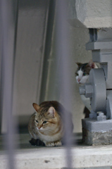 吾輩は猫である、ニャー # 166