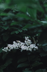 白い花々