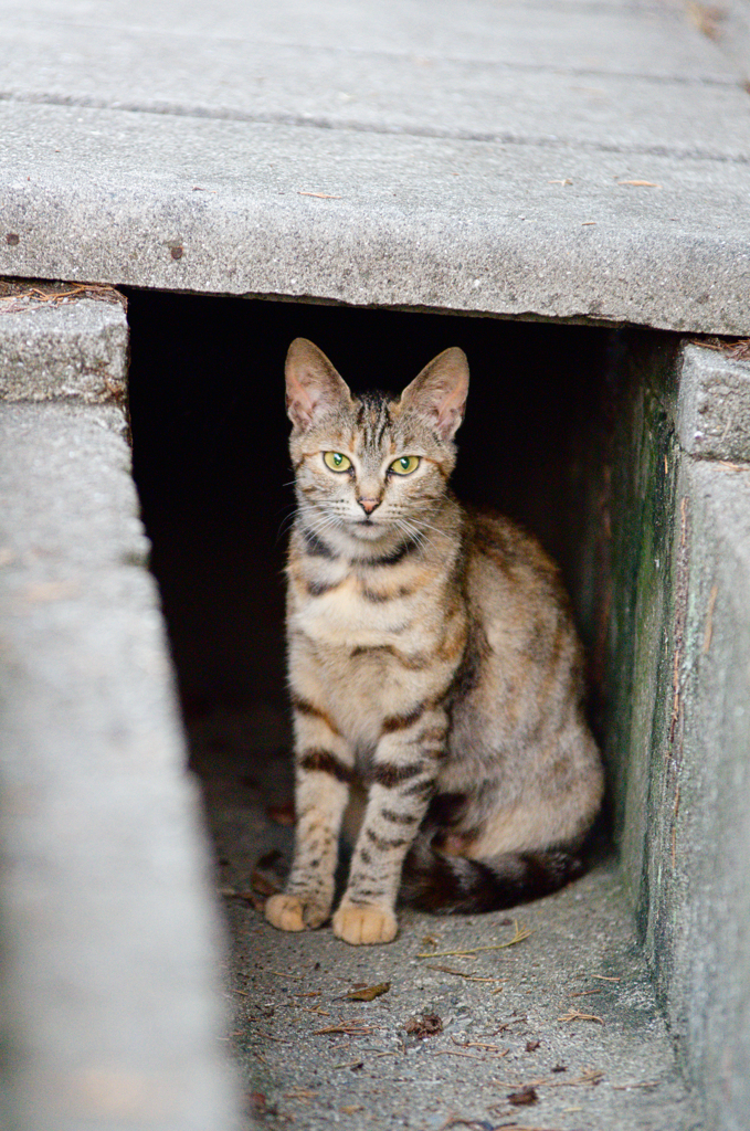 吾輩は猫である、ニャー # 451