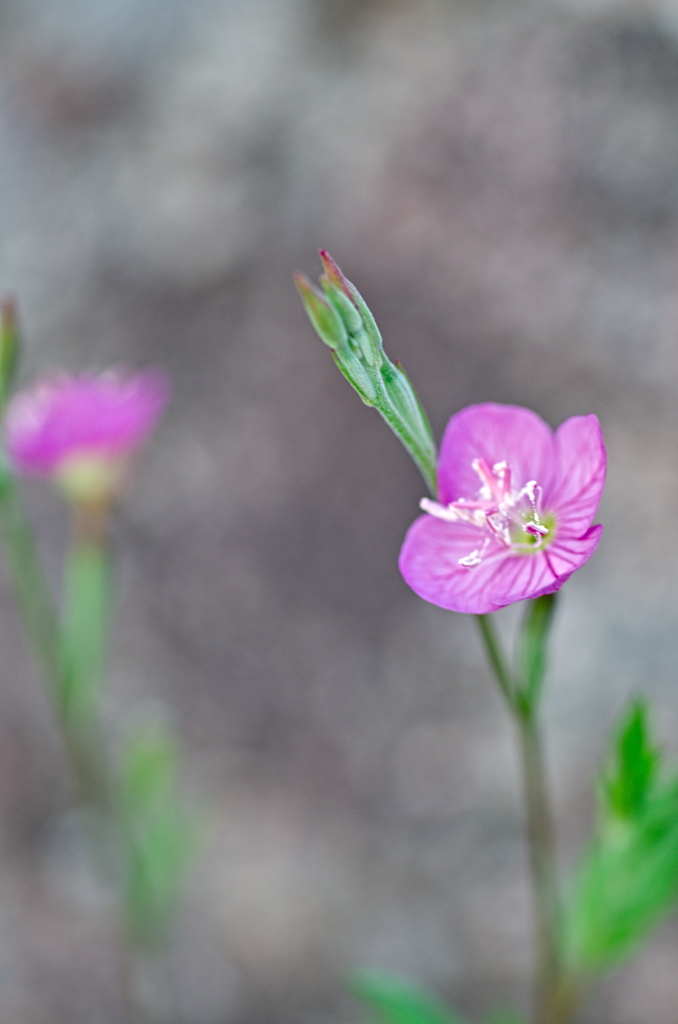 アカバナユウゲショウ