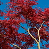 紅葉三昧 '2019