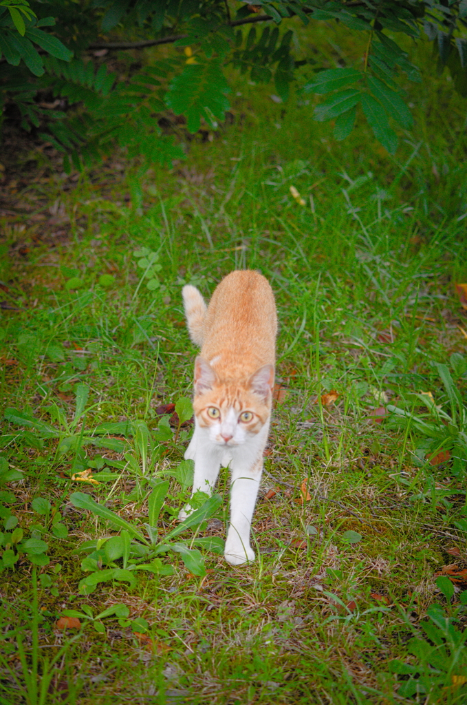 吾輩は猫である、ニャー # 840