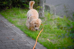my pretty dog Ⅱ # 111