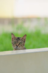 吾輩は猫である、ニャー # 373