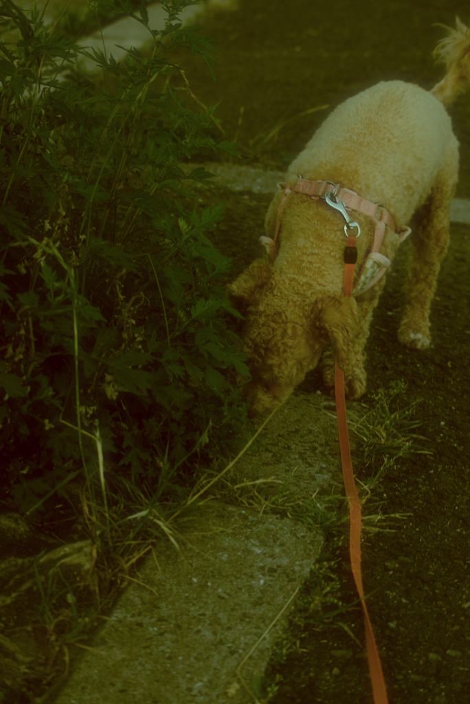 my pretty dog Ⅱ # 320