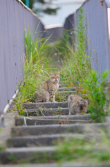 吾輩は猫である、ニャー # 433