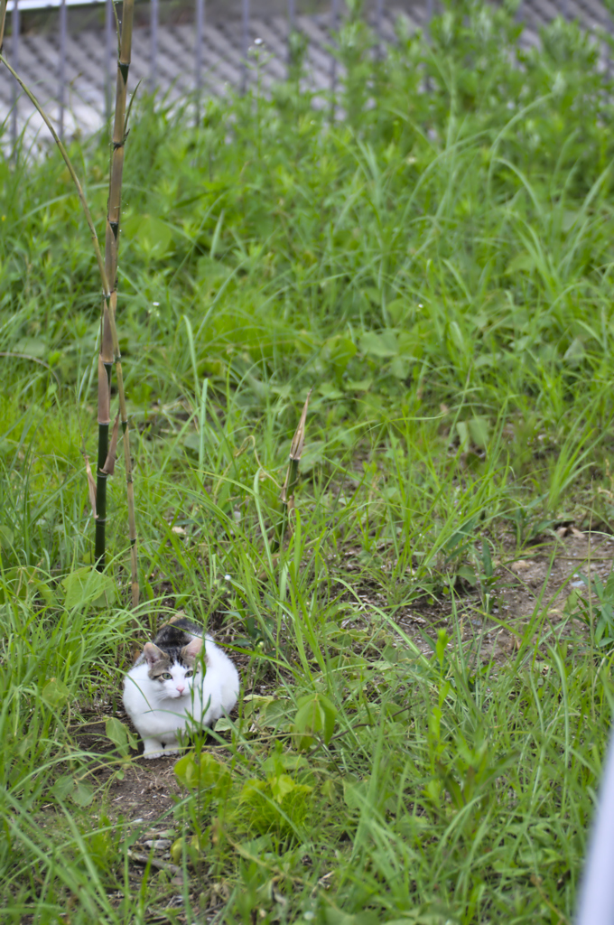 吾輩は猫である、ニャー # 182