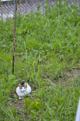 吾輩は猫である、ニャー # 182