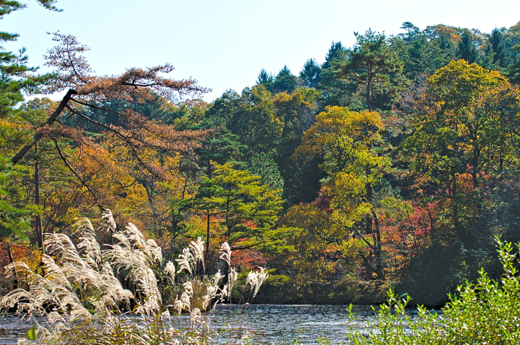 秋景