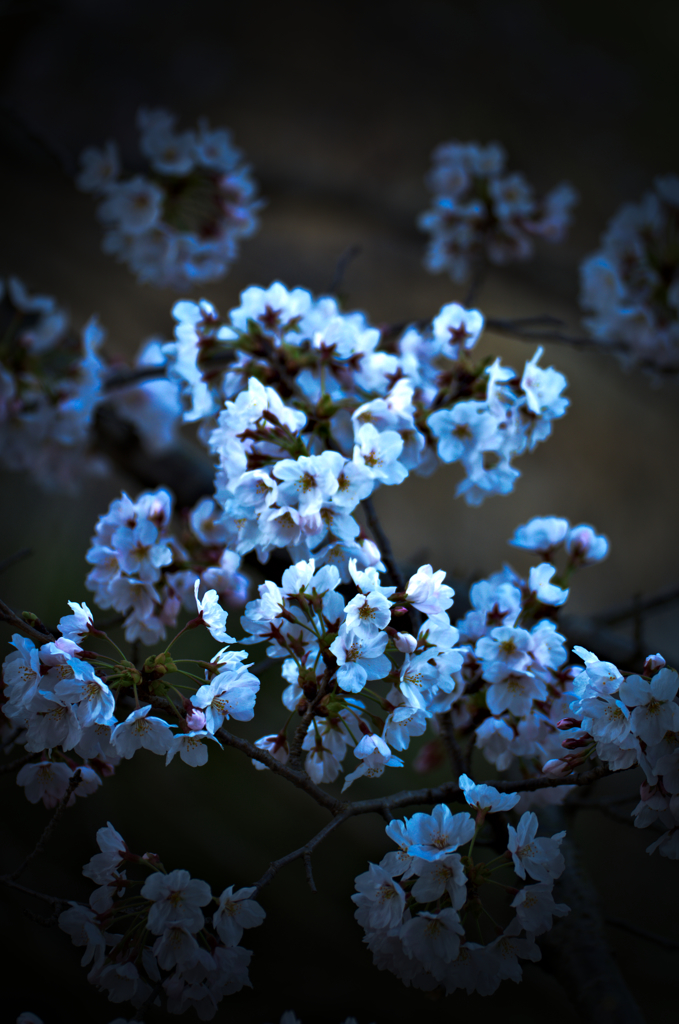 お散歩桜　#4
