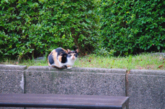 吾輩は猫である、ニャー # 620