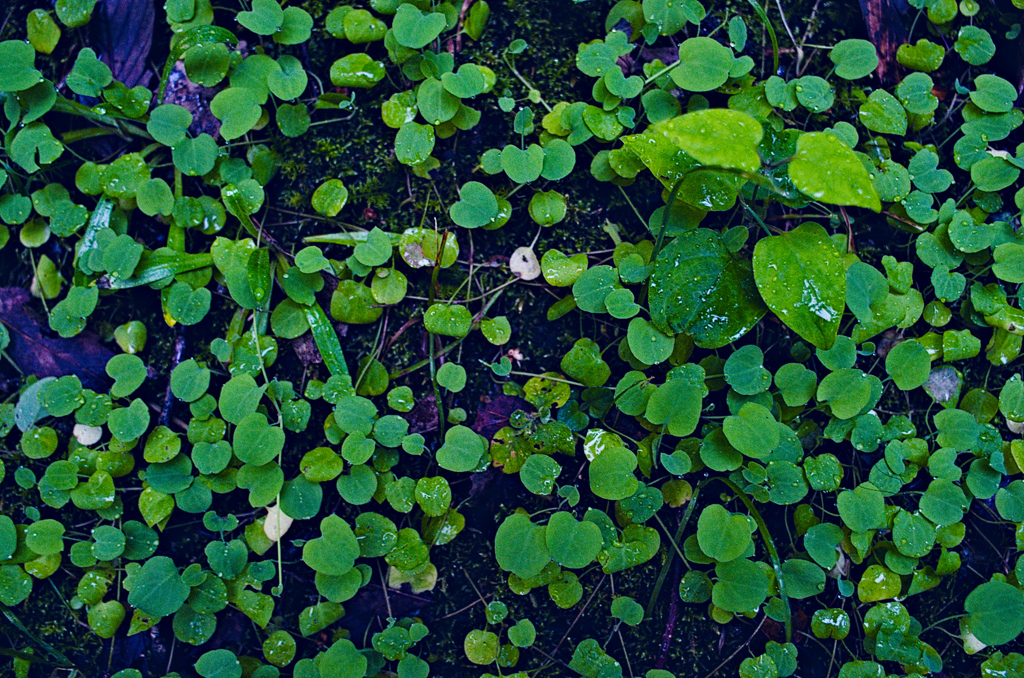leaf #23