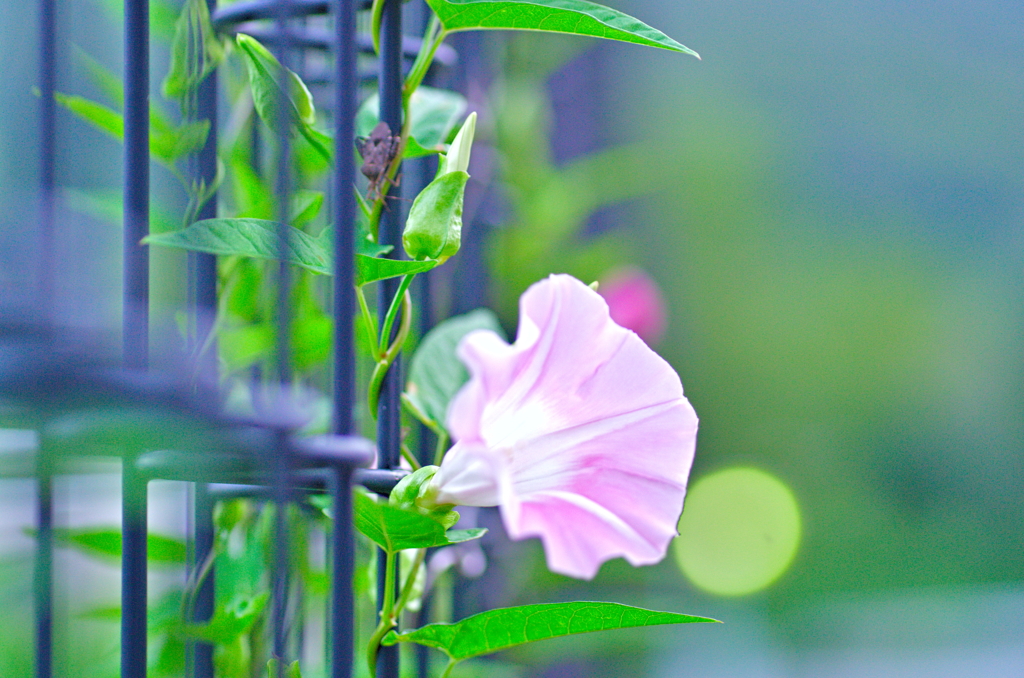 アサガオ