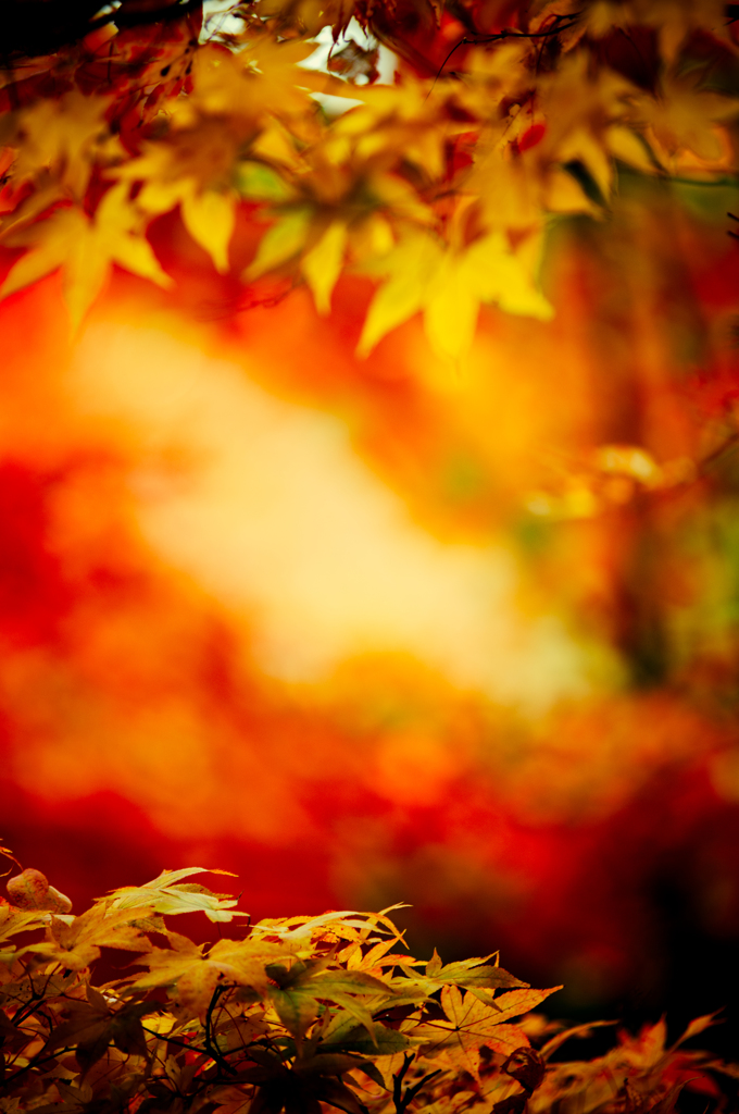 紅葉三昧　#28