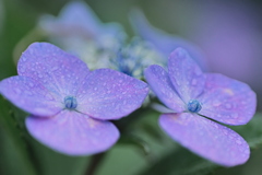 濡れた紫陽花