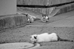 吾輩は猫である、ニャー # 611