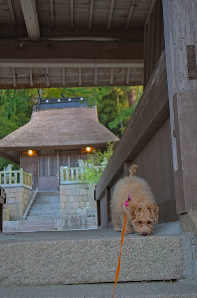 my pretty dog Ⅱ # 275
