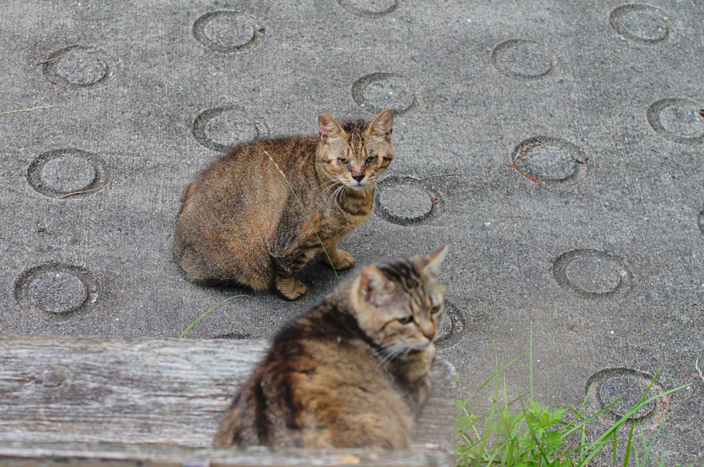 吾輩は猫である、ニャー # 394