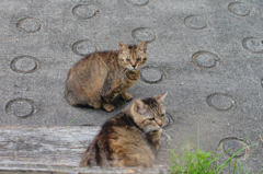 吾輩は猫である、ニャー # 394