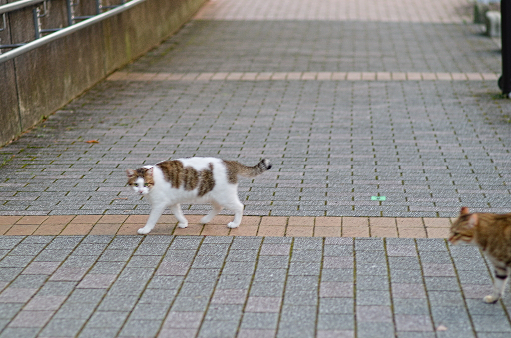 吾輩は猫である、ニャー # 868