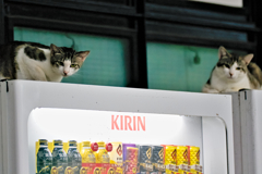 吾輩は猫である、ニャー # 286