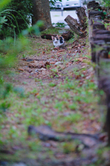 吾輩は猫である、ニャー # 623