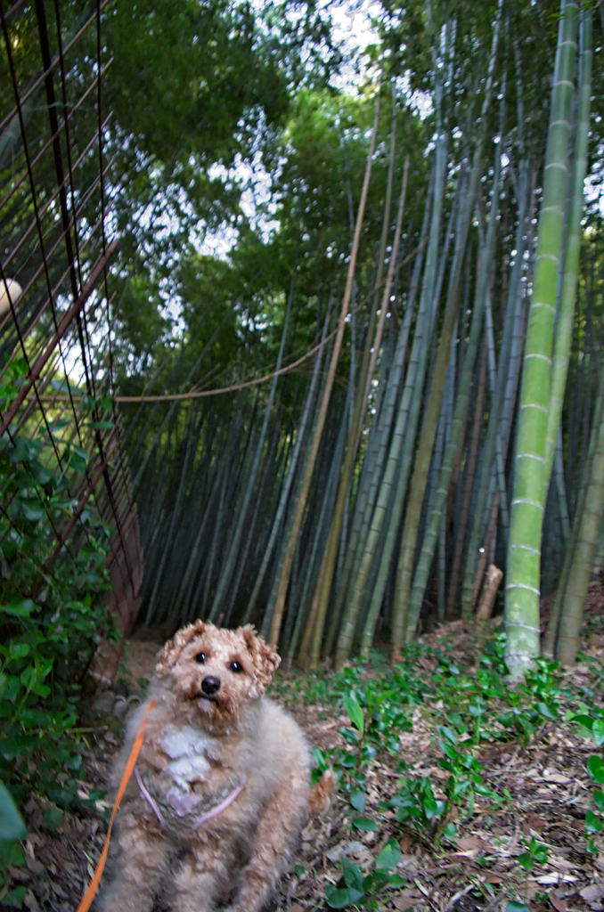 my pretty dog Ⅱ # 273