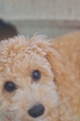 my pretty dog Ⅱ # 62