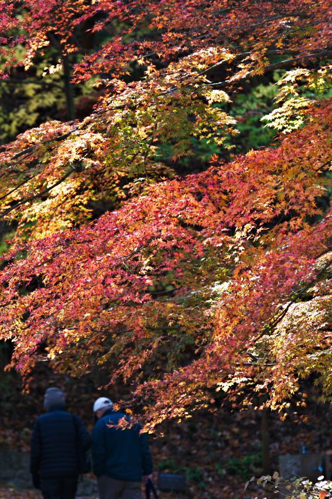 紅葉散策