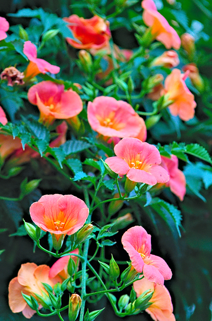 ノウゼンカズラ