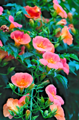 ノウゼンカズラ