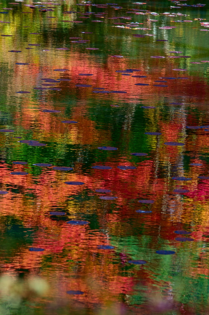 水面の紅葉