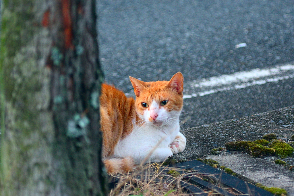 吾輩は猫である、ニャー # 1170