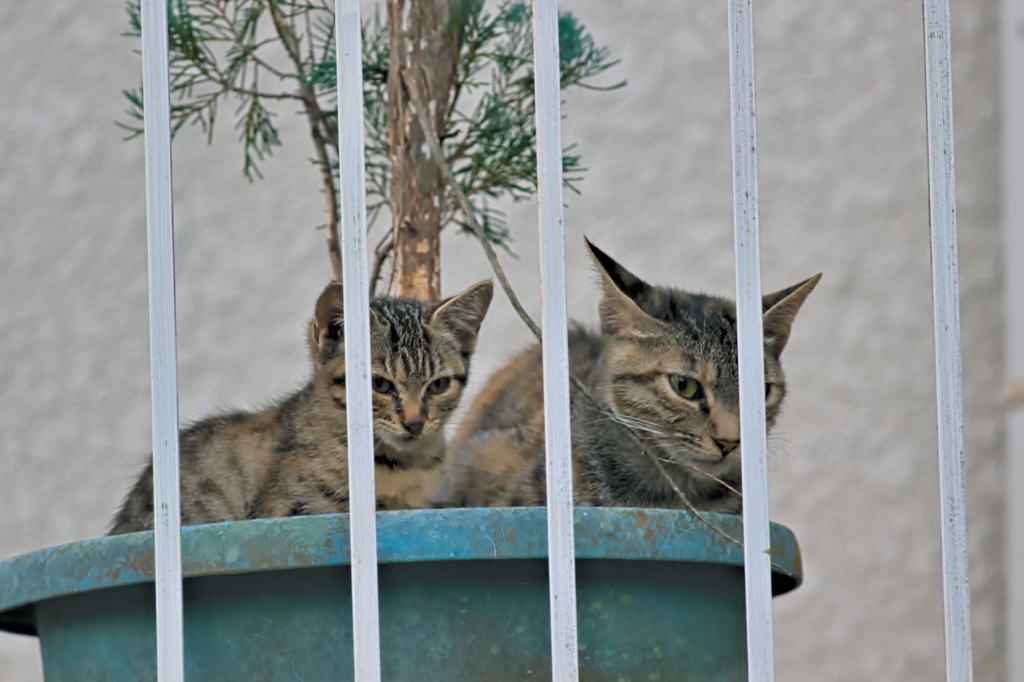 吾輩は猫である、ニャー # 571