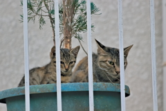 吾輩は猫である、ニャー # 571